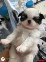 Leo, a male Japanese Chin for sale in Spencer, IA – 1 of 7
