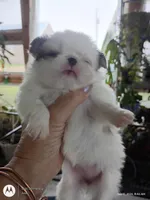 Bella, a female Japanese Chin for sale in Spencer, IA – 3 of 4