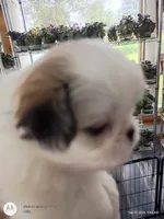 Abby, a female Japanese Chin for sale in Spencer, IA – 4 of 5