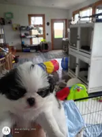 Leo, a male Japanese Chin for sale in Spencer, IA – 4 of 7