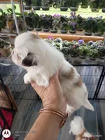 Abby, a female Japanese Chin for sale in Spencer, IA – 2 of 5