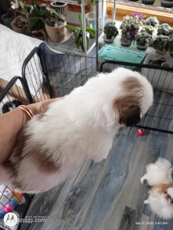 Abby – Japanese Chin puppy for sale in Spencer, IA