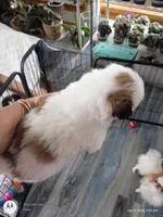 Abby, a female Japanese Chin for sale in Spencer, IA – 1 of 5