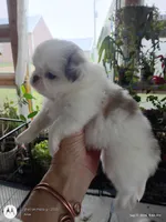 Bella, a female Japanese Chin for sale in Spencer, IA – 4 of 4
