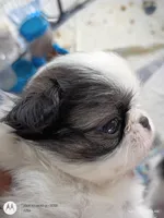 Leo, a male Japanese Chin for sale in Spencer, IA – 5 of 7