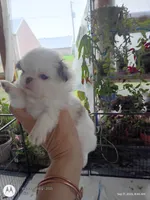 Bella, a female Japanese Chin for sale in Spencer, IA – 2 of 4
