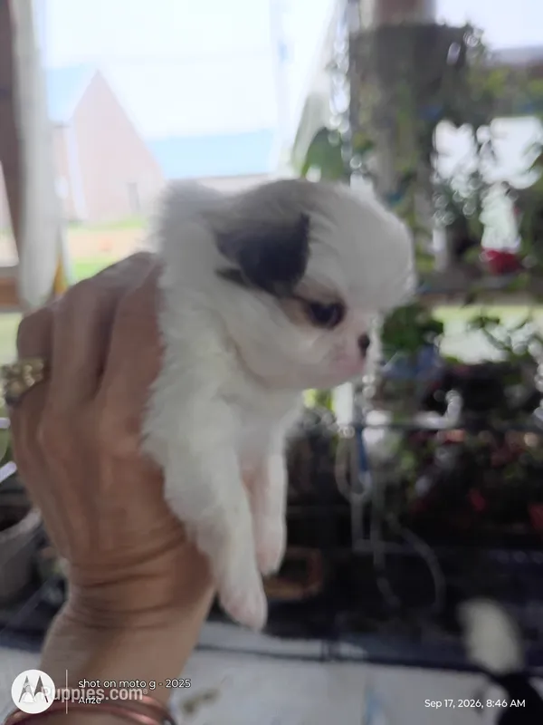 Bella – Japanese Chin puppy for sale in Spencer, IA