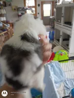 Leo, a male Japanese Chin for sale in Spencer, IA – 3 of 7