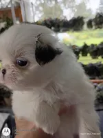 Abby, a female Japanese Chin for sale in Spencer, IA – 5 of 5