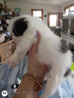 Leo, a male Japanese Chin for sale in Spencer, IA – 7 of 7