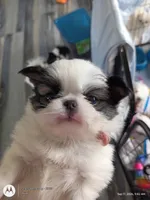 Leo, a male Japanese Chin for sale in Spencer, IA – 2 of 7