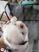 Abby, a female Japanese Chin for sale in Spencer, IA – 3 of 5