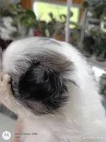 Leo, a male Japanese Chin for sale in Spencer, IA – 6 of 7