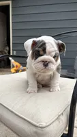 Elsa, a female English Bulldog for sale in Menomonee Falls, WI – 7 of 10