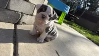 Elsa, a female English Bulldog for sale in Menomonee Falls, WI – 9 of 10