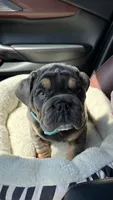 Moto moto , a male English Bulldog for sale in Menomonee Falls, WI – 3 of 7