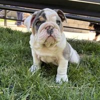 Elsa, a female English Bulldog for sale in Menomonee Falls, WI – 2 of 10