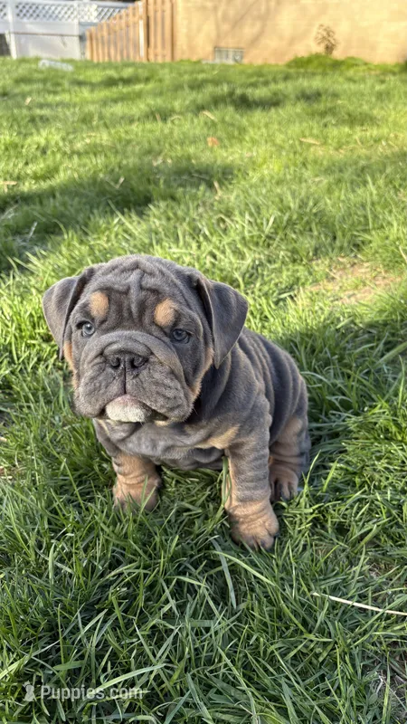 Moto moto  – English Bulldog puppy for sale in Menomonee Falls, WI