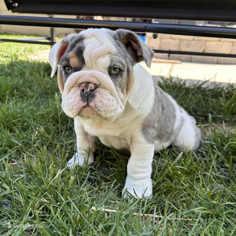 Elsa – English Bulldog puppy for sale in Menomonee Falls, WI