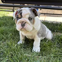 Elsa, a female English Bulldog for sale in Menomonee Falls, WI – 1 of 10