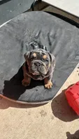 Moto moto , a male English Bulldog for sale in Menomonee Falls, WI – 4 of 7
