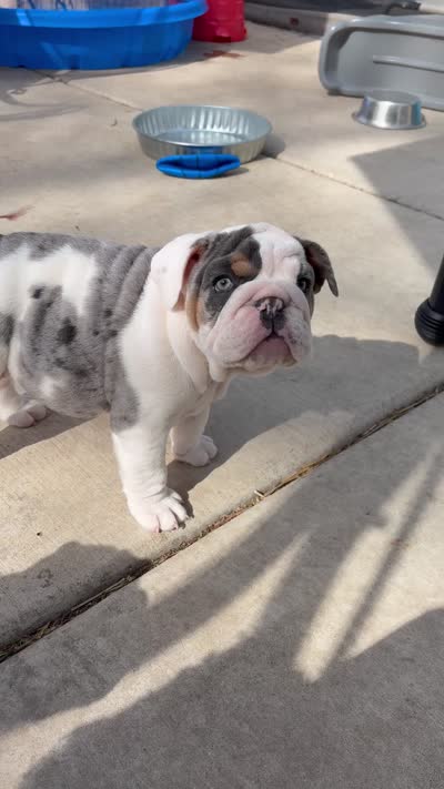 Elsa, a female English Bulldog for sale in Menomonee Falls, WI – 6 of 10