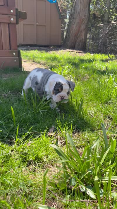 Elsa, a female English Bulldog for sale in Menomonee Falls, WI – 10 of 10