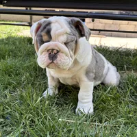 Elsa, a female English Bulldog for sale in Menomonee Falls, WI – 3 of 10