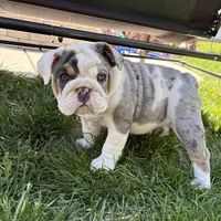 Elsa, a female English Bulldog for sale in Menomonee Falls, WI – 4 of 10