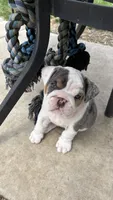 Elsa, a female English Bulldog for sale in Menomonee Falls, WI – 8 of 10