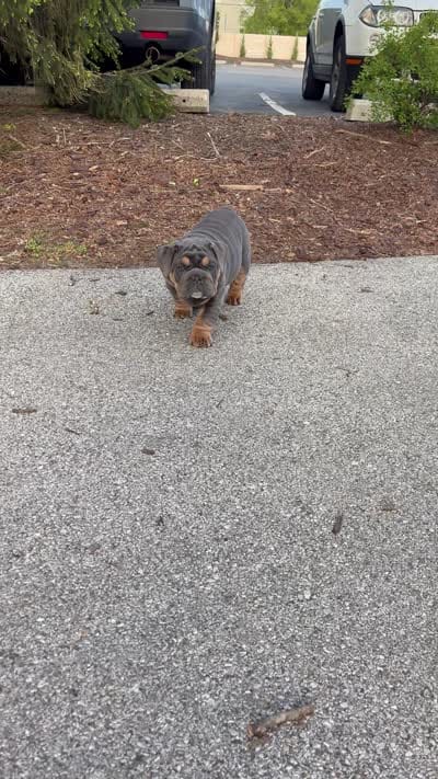 Moto moto , a male English Bulldog for sale in Menomonee Falls, WI – 6 of 7