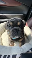 Moto moto , a male English Bulldog for sale in Menomonee Falls, WI – 2 of 7