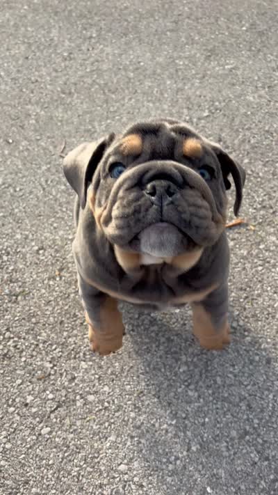Moto moto , a male English Bulldog for sale in Menomonee Falls, WI – 7 of 7