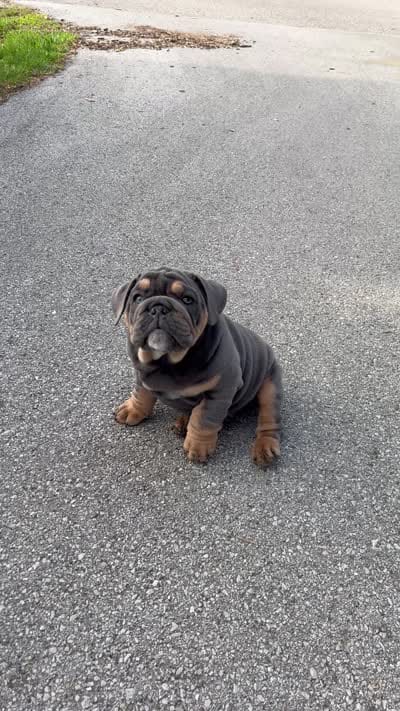 Moto moto , a male English Bulldog for sale in Menomonee Falls, WI – 5 of 7