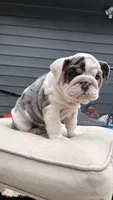 Elsa, a female English Bulldog for sale in Menomonee Falls, WI – 5 of 10