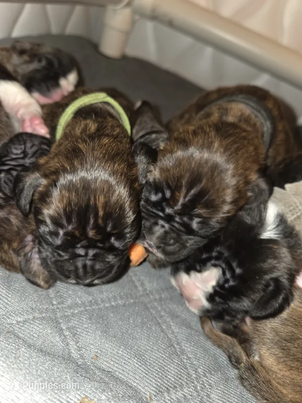 AKC CH Line Health Tested