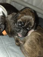 AKC CH Line Health Tested, a male Boxer for sale in Newville, PA – Photo 2 of 4