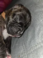 AKC CH Line Health Tested, a male Boxer for sale in Newville, PA – Photo 4 of 4