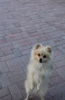 Rocket, a male Pomeranian for sale in Sacramento, CA – 3 of 4