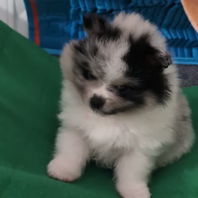 Sandy , a female Pomeranian for sale in Sacramento, CA – 3 of 4
