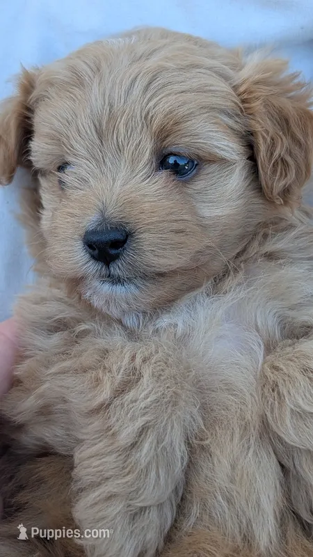 Oda – Pomapoo puppy for sale in Sacramento, CA