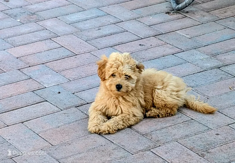 Orion  – Pomapoo puppy for sale in Sacramento, CA