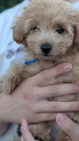 Orion , a male Pomapoo for sale in Sacramento, CA – 7 of 8