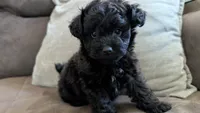 Onyx , a male Pomapoo for sale in Sacramento, CA – 3 of 4