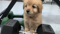 Orion , a male Pomapoo and Poodle - Toy  for sale in Sacramento, CA – 3 of 3