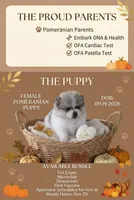 Sandy , a female Pomeranian for sale in Sacramento, CA – 2 of 4