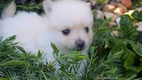 Ledy snow , a female Pomeranian for sale in Sacramento, CA – 3 of 5