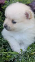 Ledy snow , a female Pomeranian for sale in Sacramento, CA – 2 of 5