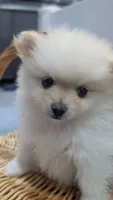 Ledy snow , a female Pomeranian for sale in Sacramento, CA – 4 of 5