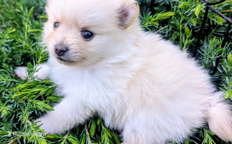 Ledy snow , a female Pomeranian for sale in Sacramento, CA – 1 of 5